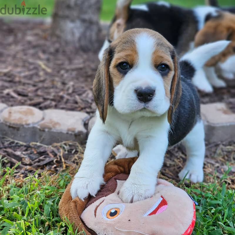 Beagle puppies// WhatsApp +97455792932 0