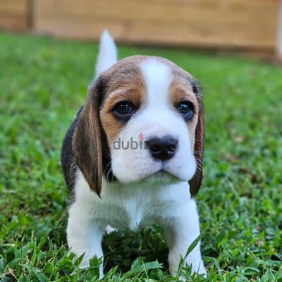 Beagle puppies// WhatsApp +97455792932