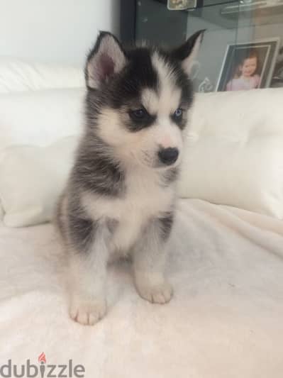 HUSKY PUPPIES FOR ADOPTION