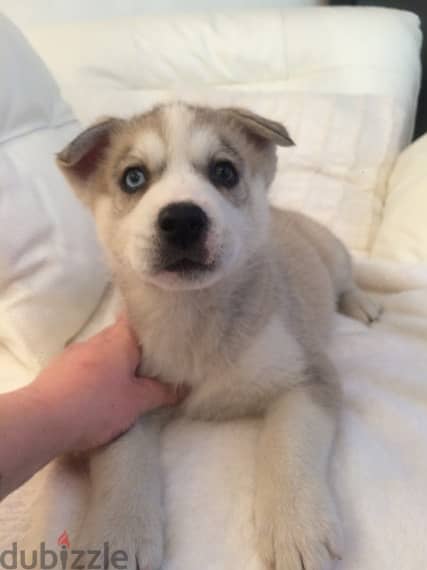 HUSKY PUPPIES FOR ADOPTION 1