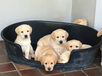 SWEET LABRADOR DOGS AVAILABLE