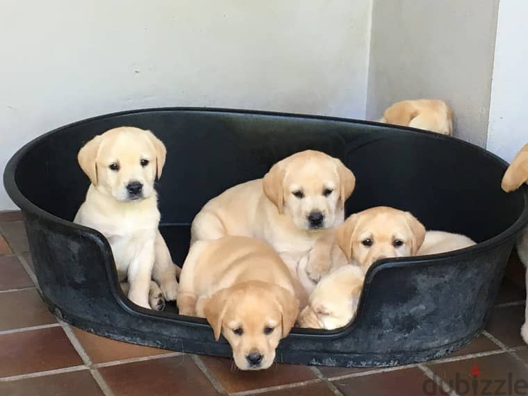 SWEET LABRADOR DOGS AVAILABLE 0