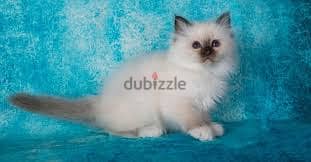 Whatsapp Me +96878738119 Birman for sale 0