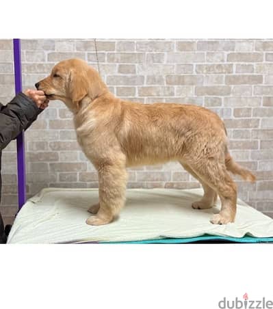 Golden retriever puppy . WHATSAPP +1(484)718‑9164‬