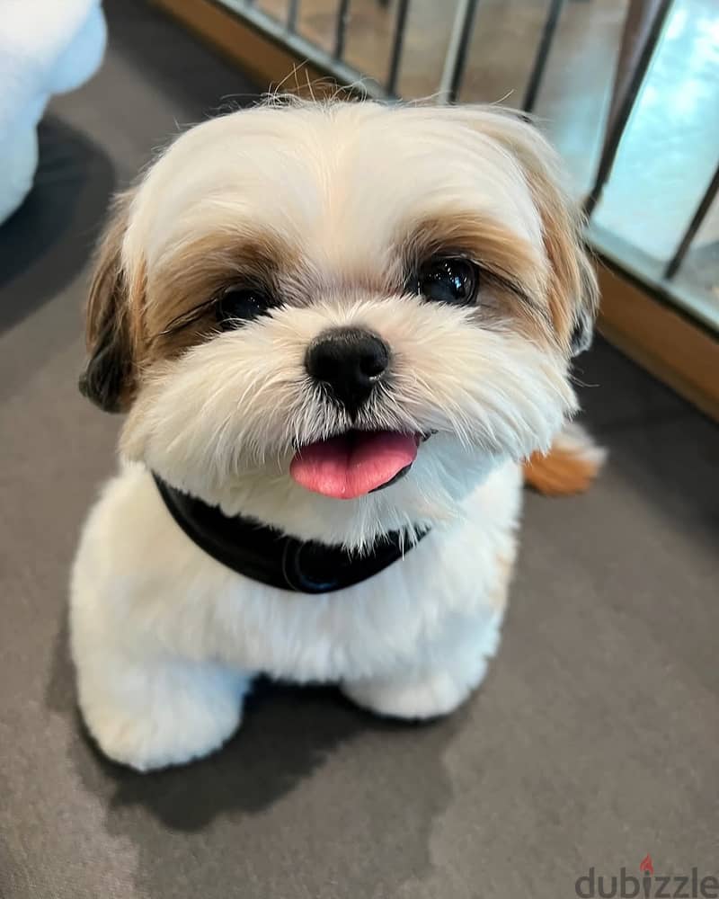 Shih Tzu// WhatsApp +971552543679 0