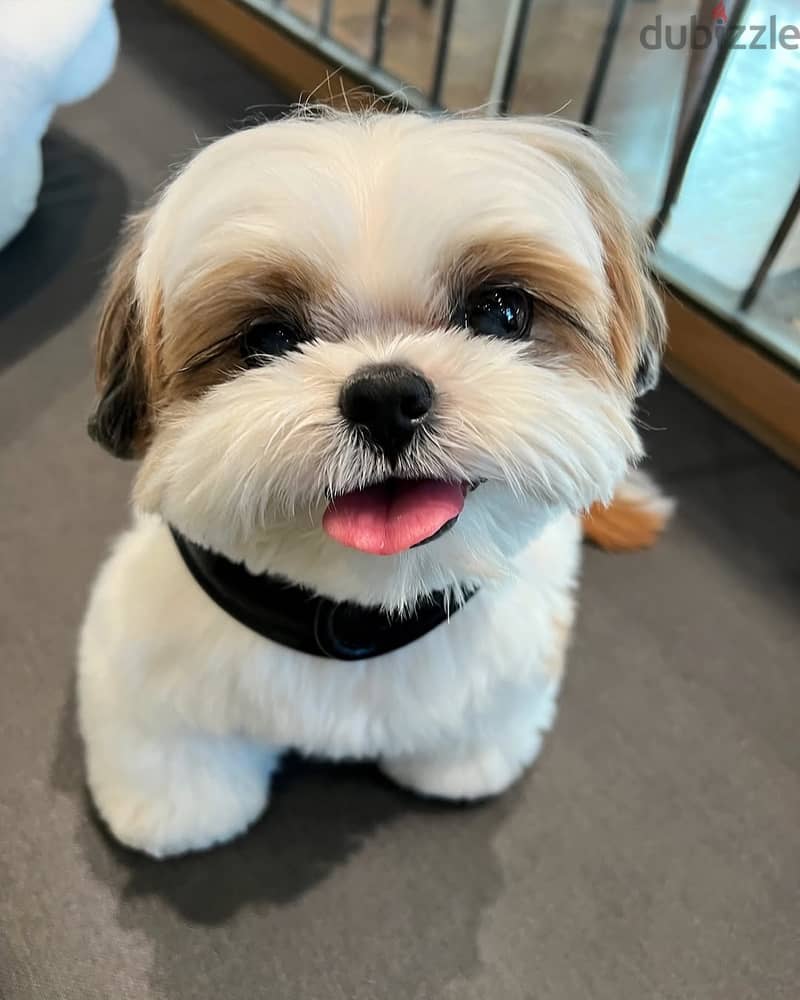 Shih Tzu//WhatsApp +971552543679 0