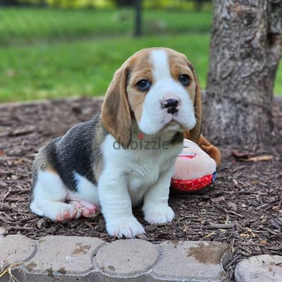 Beagle puppies// WhatsApp +97455792932