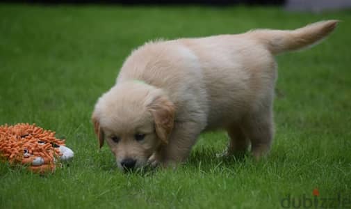 Golden Retriever puppies