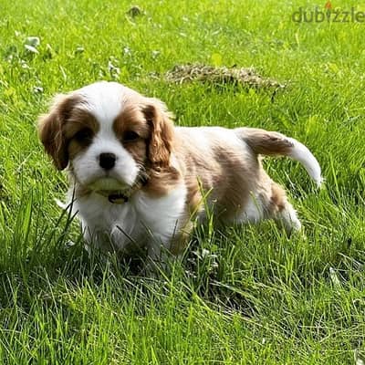 Cavalier King Charles Spaniel puppies