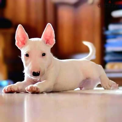 Bull Terrier Puppies// WhatsApp Me +972555077288