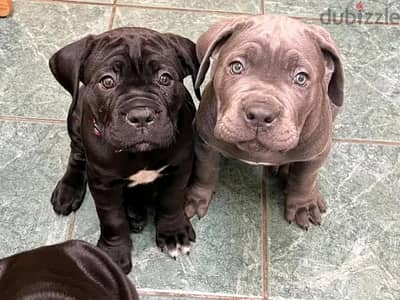 Cane Corso Puppies// WhatsApp Me +972555077288