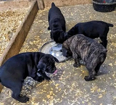 Cane Corso Puppies// WhatsApp Me +972555077288 1