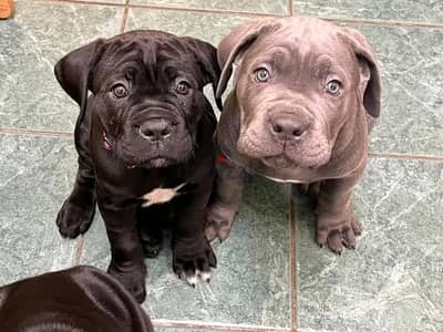 Cane Corso Puppies// WhatsApp Me +972555077288