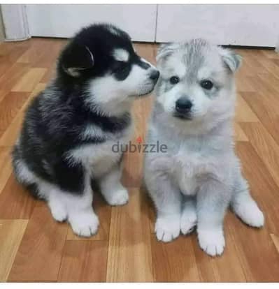 Siberian Husky Puppies. Whatsapp me +972553390216.