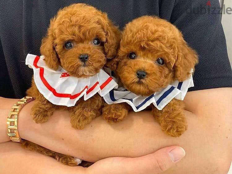 Toy Poodle Puppies. Whatsapp me +972553390216. 1