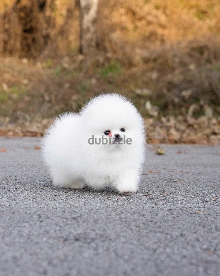 Pomeranian Puppies// WhatsApp Me +972555077288 1