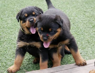 Rottweiler Puppies// WhatsApp Me +972555077288