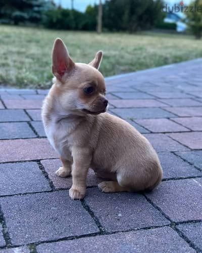 Chihuahua Puppies// WhatsApp Me +972555077288