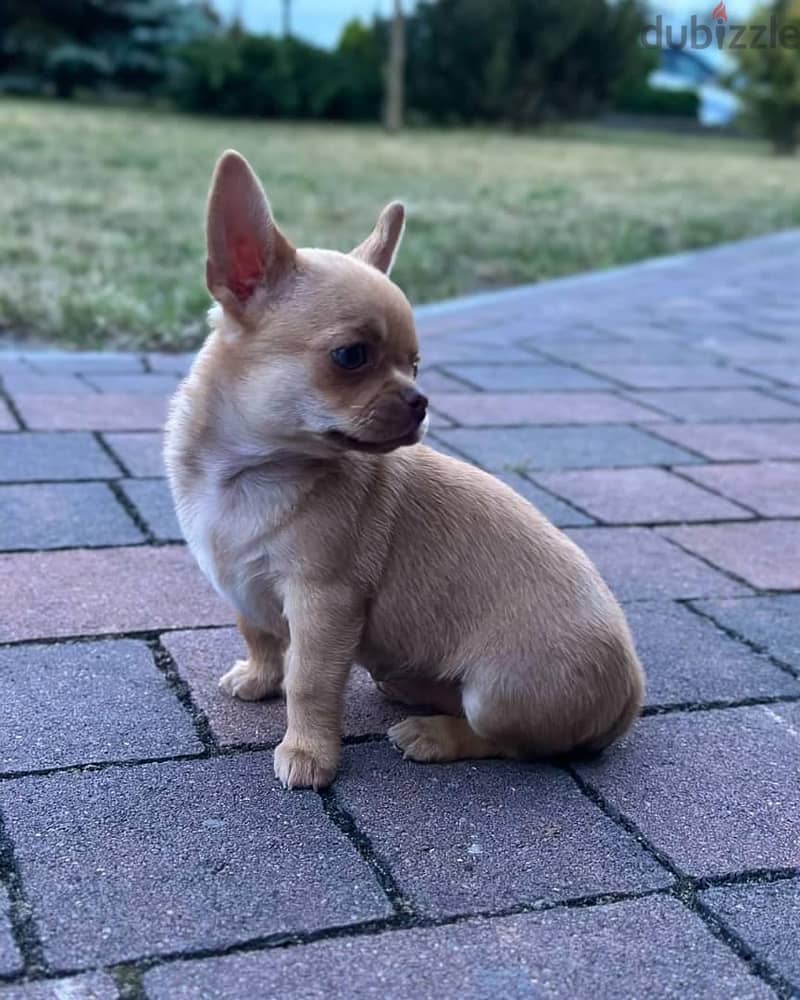 Chihuahua Puppies// WhatsApp Me +972555077288 0