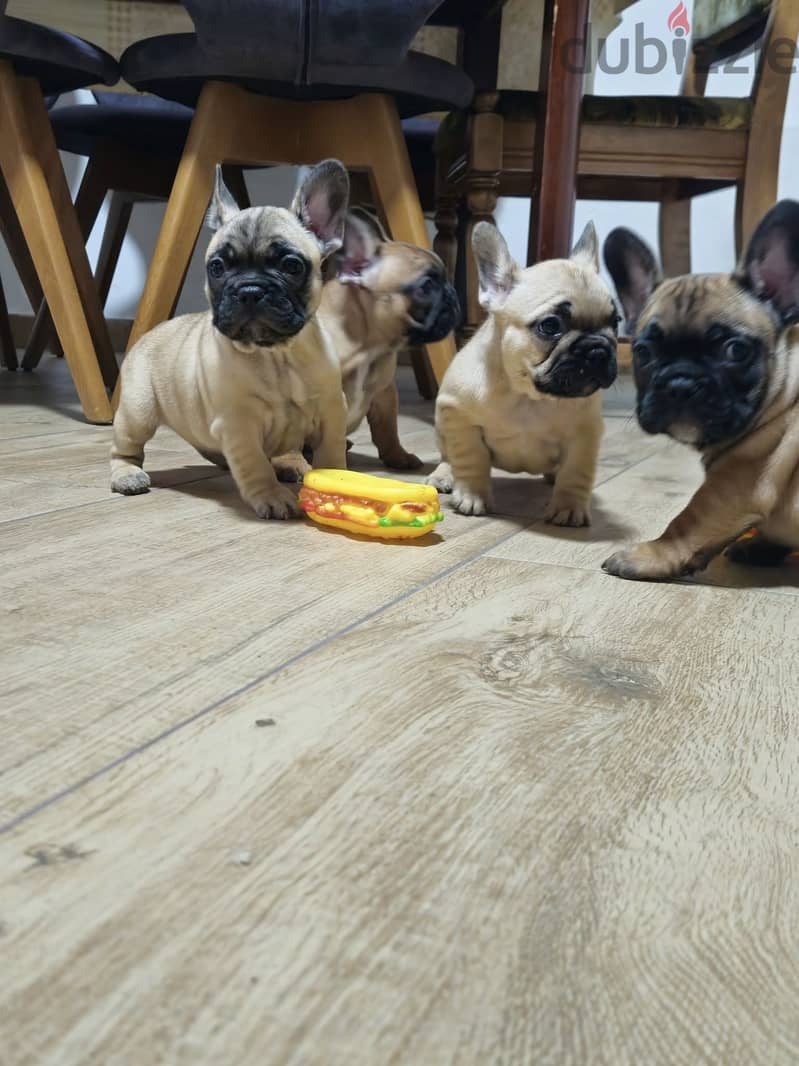 French Bulldog Puppies// WhatsApp Me +972555077288 1