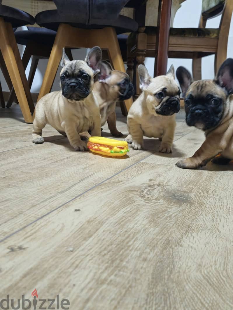 French Bulldog Puppies// WhatsApp Me +972555077288 1