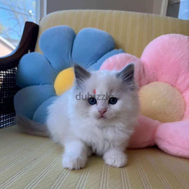 Ragdoll Kitten 1