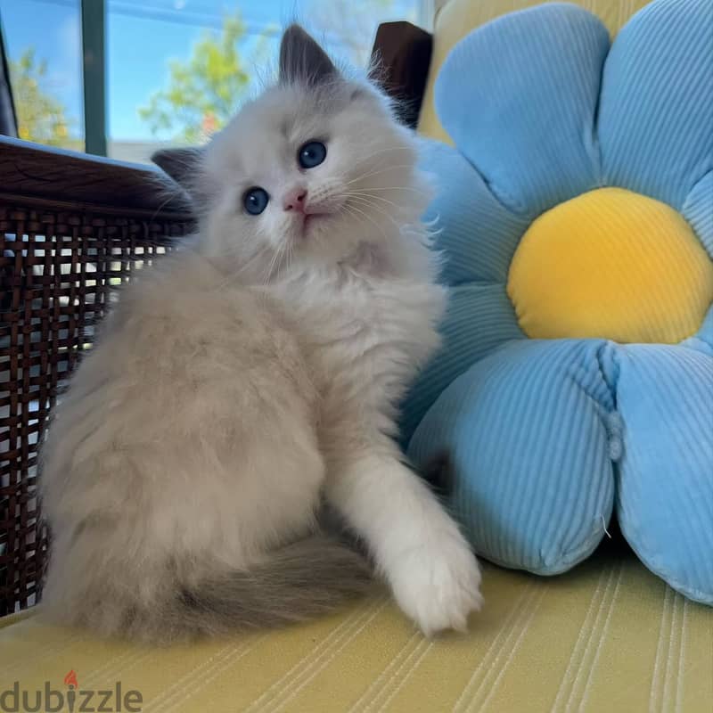 Ragdoll Kitten 2