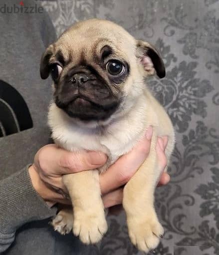 Whatsapp Me +966583921348 Pug Puppies 1