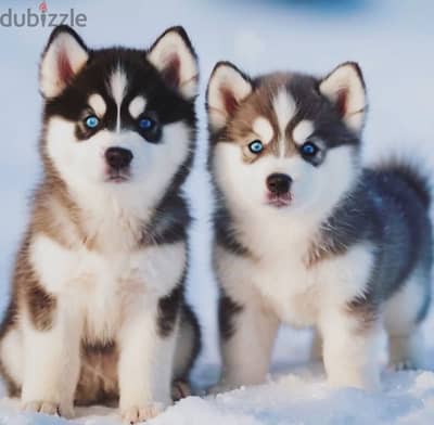 Siberian husky// WhatsApp +97455792932