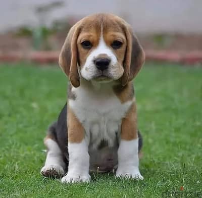 Beagle puppies// Whatsapp +97455937699