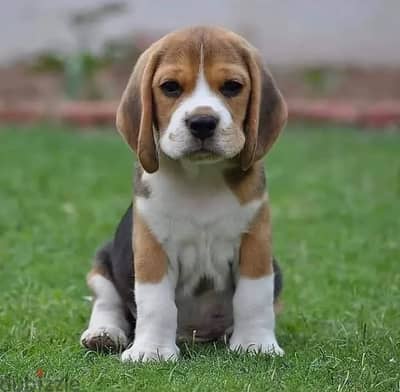 Beagle puppies// Whatsapp +97455937699