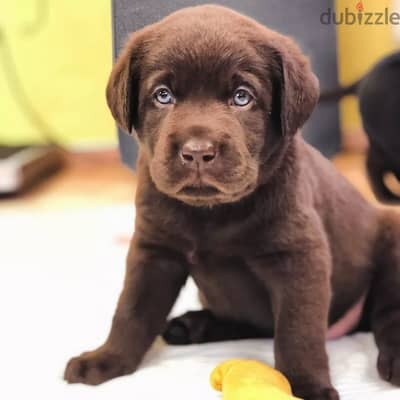 Labrador puppies// Whatsapp +97455937699