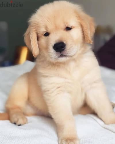 Golden Retriever// Whatsapp +971552543679