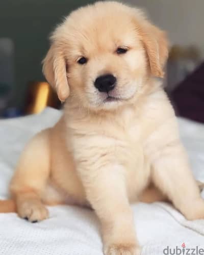 Golden Retriever// Whatsapp +971552543679