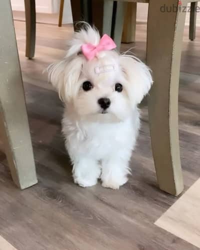 Maltese puppies// Whatsapp +97455937699