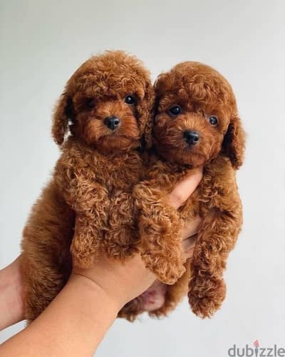 Healthy  Raised Toy Poodle Puppies