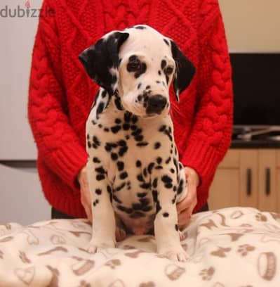 Whatsapp Me +966583921348 Dalmatian Puppies