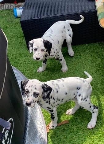 Whatsapp Me +966583921348 Dalmatian Puppies 1