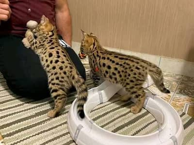 Whatsapp Me +966583921348 Savannah Cats