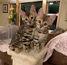 Whatsapp Me +966583921348 Savannah Cats