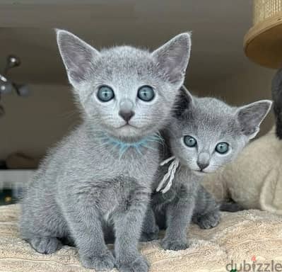 Whatsapp Me +966588993320 Rus-sian Blue Cats