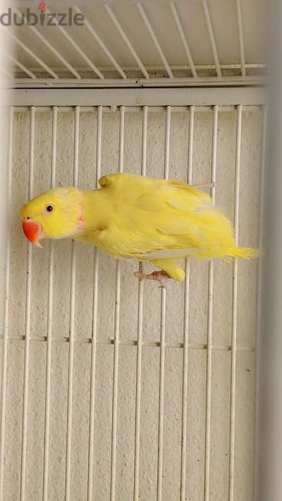 yellow Ringneck breeding male