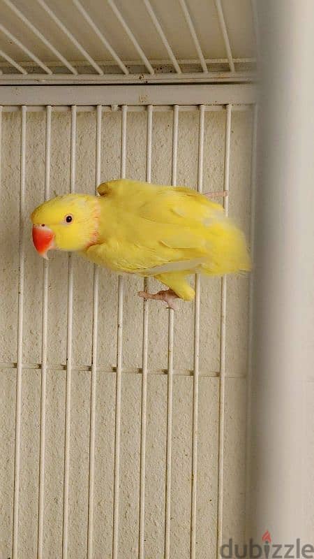 yellow Ringneck breeding male 1