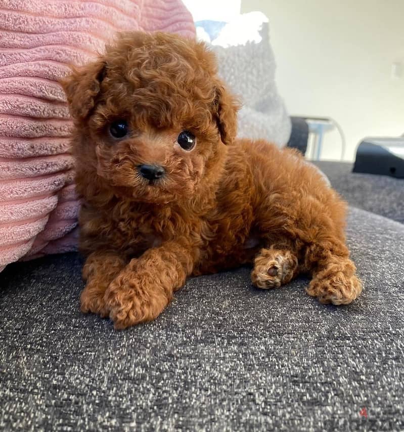 Poodle Puppies whatsapp me on +44 7494 964359 1