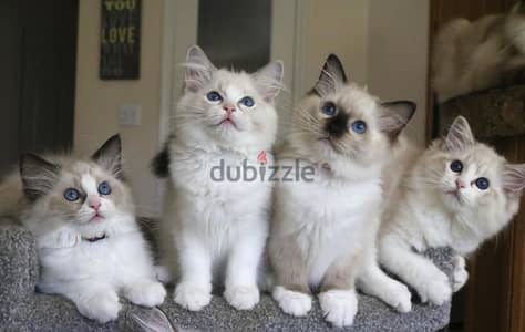 Whatsapp Me +966588993320 Ragdoll Cats