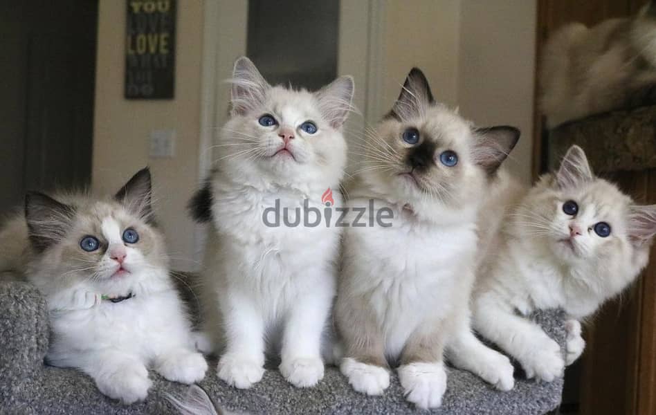 Whatsapp Me +966588993320 Ragdoll Cats 0