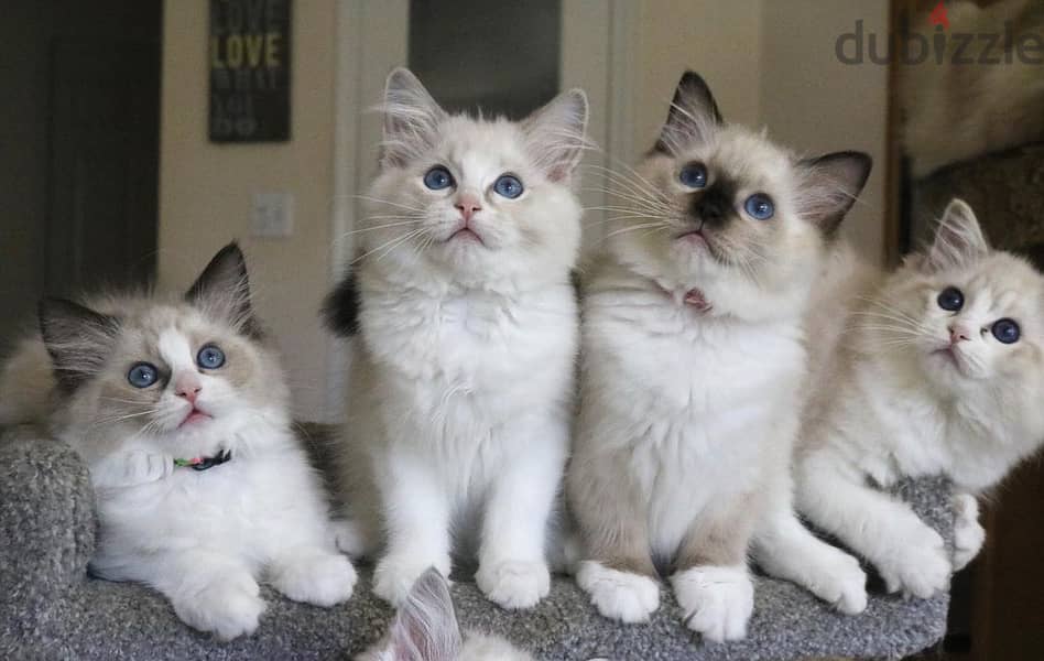 Whatsapp Me +966588993320 Ragdoll Cats 1