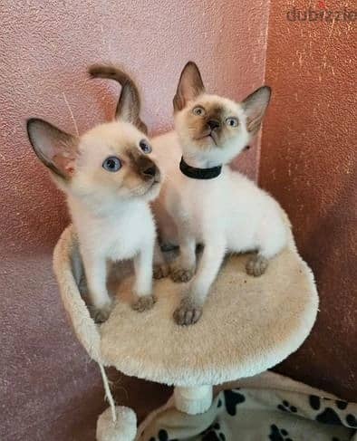 Whatsapp Me +966583921348 Siamese Cats 1