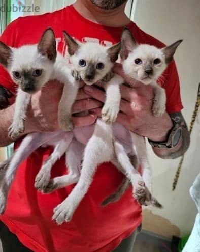 Whatsapp Me +966583921348 Siamese Cats 1