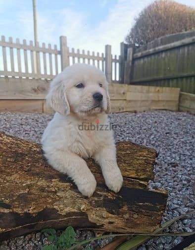 Whatsapp Me +972555074990 Golden Retriever Puppies